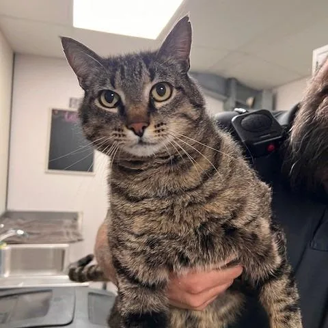 An adult small-sized male Gray / Blue / Silver Domestic Short Hair cat named Martin for adoption in Bartlett, TN