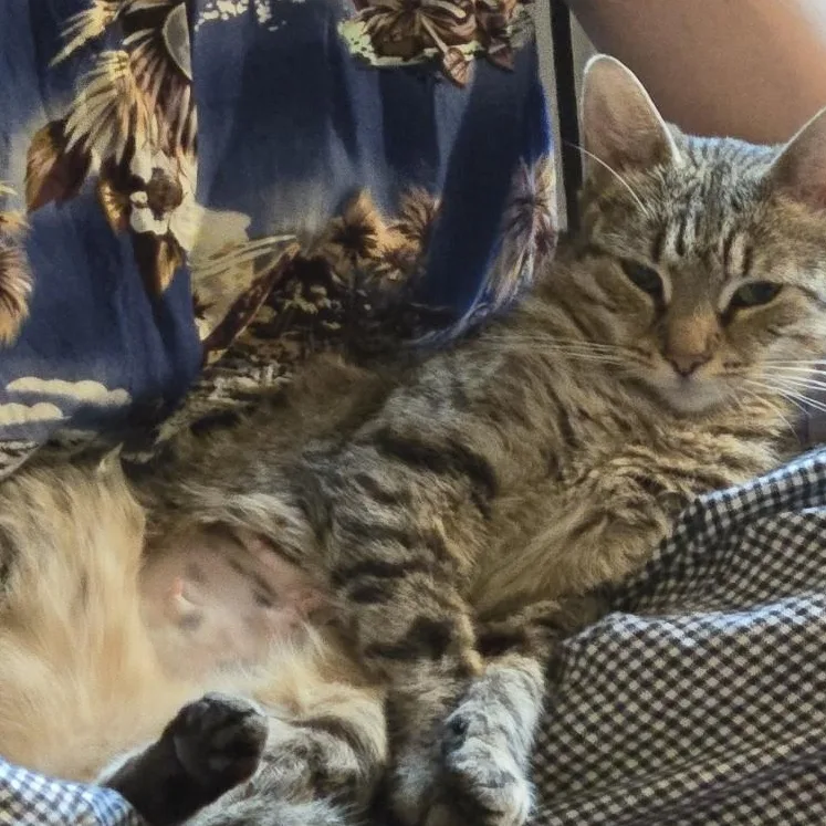 A young small-sized female Tabby (Brown / Chocolate) Domestic Short Hair cat named Hibiscus for adoption in Newark, NJ