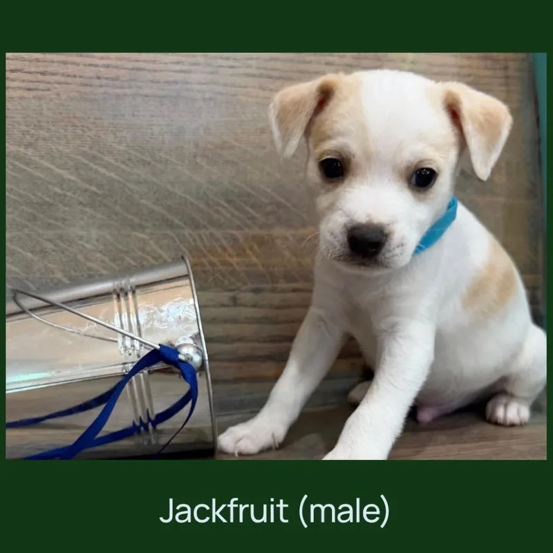 A baby small-sized male White / Cream Chihuahua dog named Jackfruit for adoption in Cedar Park, TX