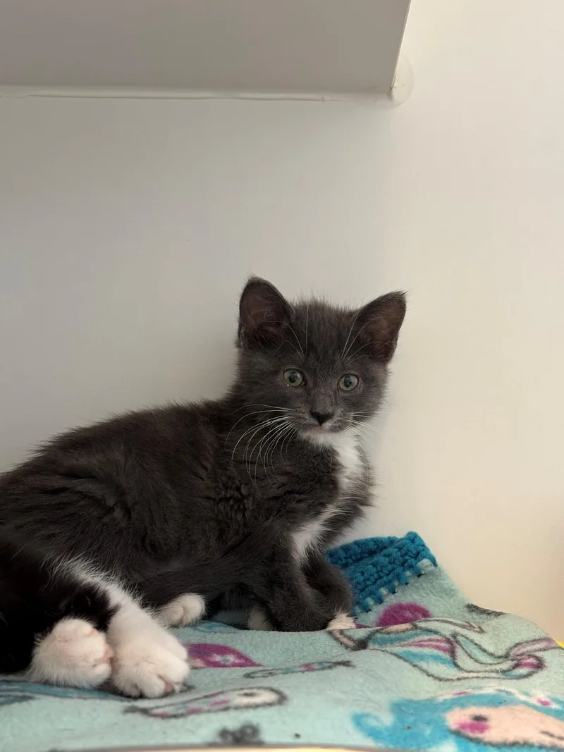 A baby medium-sized female Gray & White Domestic Short Hair cat named Babyface for adoption in Grants Pass, OR