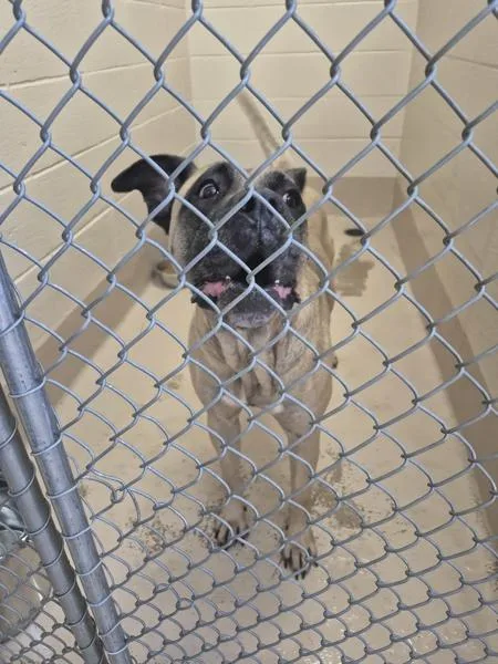 An adult extra large-sized female Mastiff dog named Vc for adoption in Lawrenceville, GA