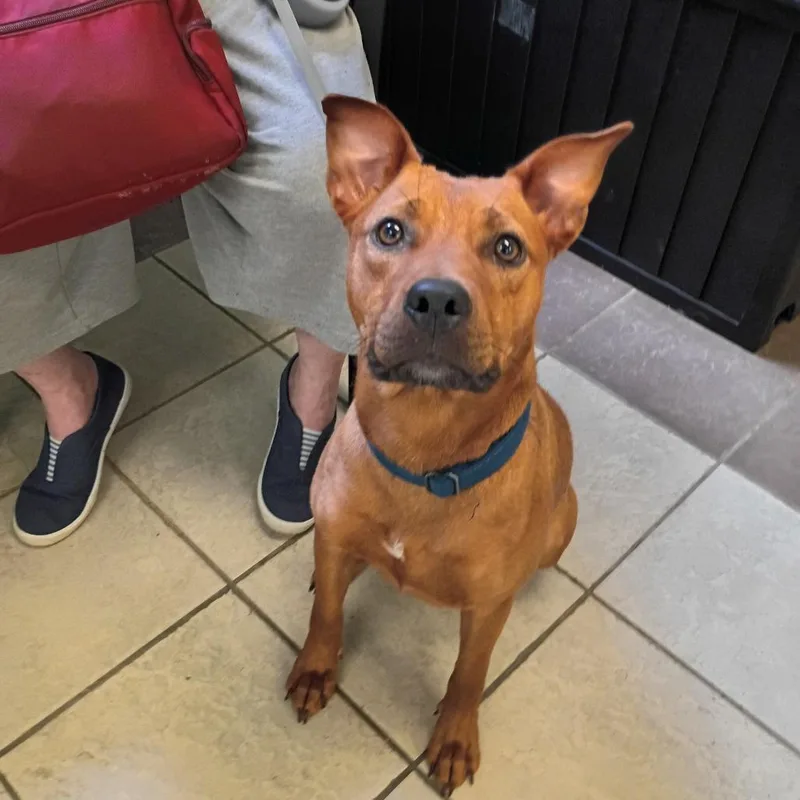 A young medium-sized female Brown / Chocolate Mixed Breed dog named StrayVictoryDrive for adoption in Columbus, GA