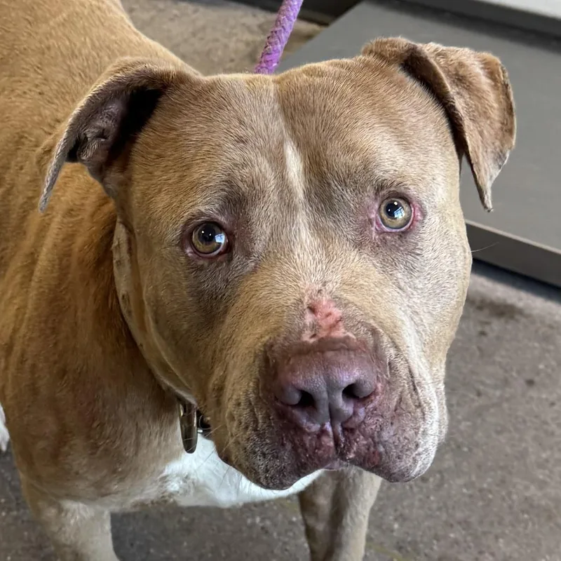 An adult large-sized male Red / Chestnut / Orange Mixed Breed dog named Venado for adoption in Las Cruces, NM