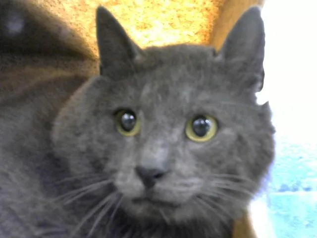 A young medium-sized male Domestic Short Hair cat named Henderson for adoption in Albuquerque, NM