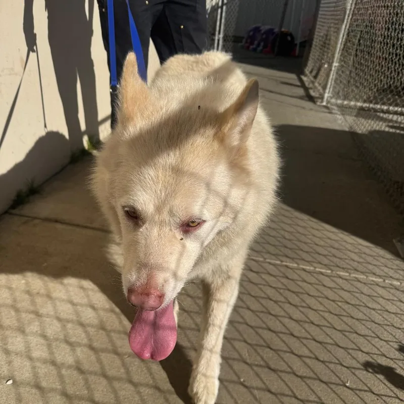 A senior large-sized female Husky dog named Athena for adoption in North Bend, OR