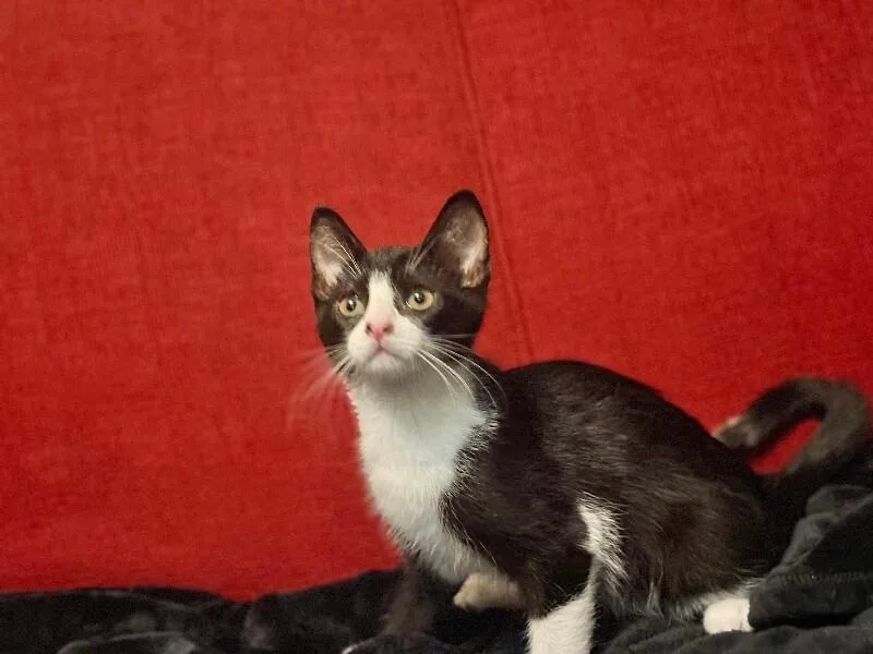 A young medium-sized female Black Domestic Short Hair cat named Nyx for adoption in North Babylon, NY