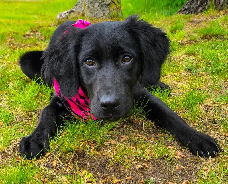 Artemis