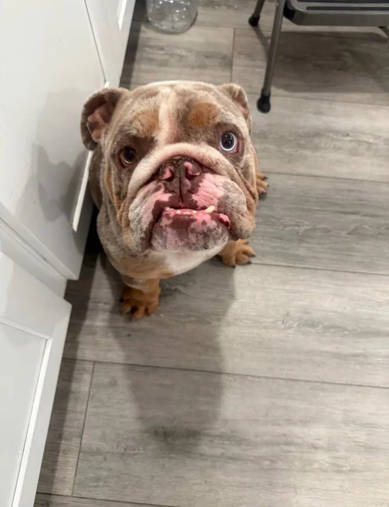 A young medium-sized male English Bulldog dog named Tyson for adoption in San Rafael, CA