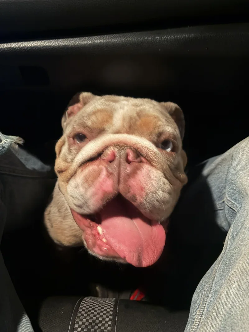 Tyson thumbnail 4