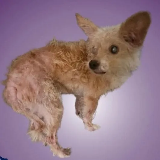 A senior small-sized female Yellow / Tan / Blond / Fawn Terrier dog named Tillie for adoption in Chicago, IL