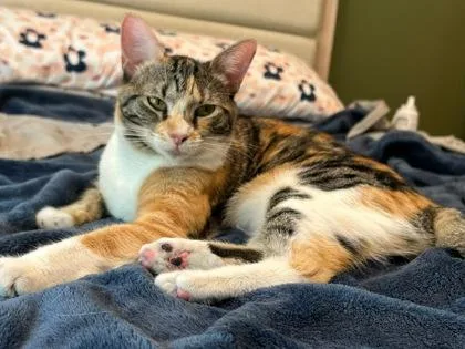 An adult medium-sized female Domestic Short Hair cat named Sage for adoption in Annapolis, MD