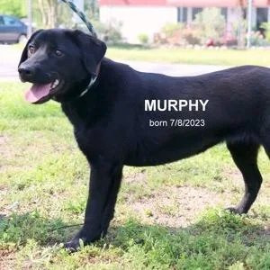 Murphy thumbnail 4