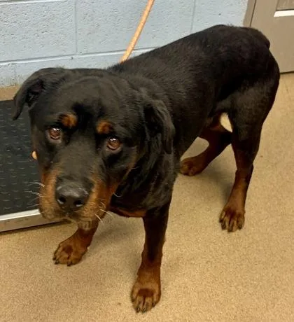 An adult large-sized male Mixed Breed dog named Olby for adoption in Chamblee, GA