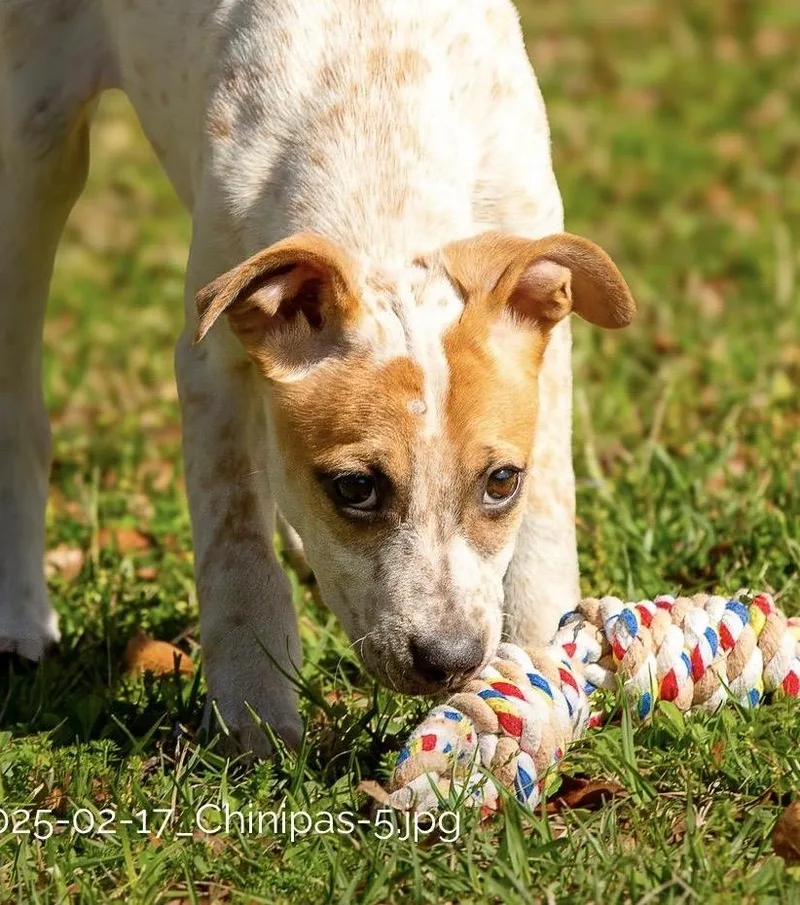 A young medium-sized female Brown / Chocolate Hound dog named Chi for adoption in Tomball, TX