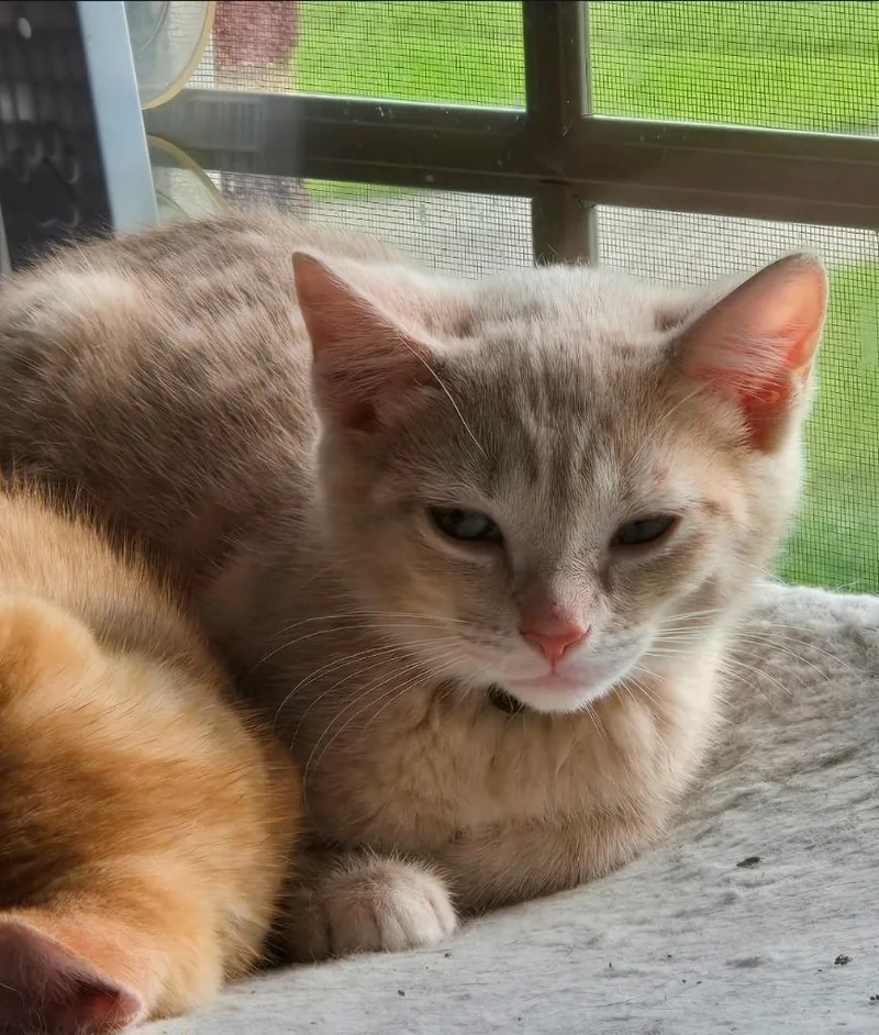 A baby medium-sized female Domestic Short Hair cat named Roxy for adoption in Fayetteville, TN