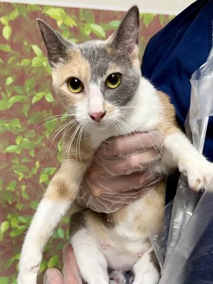 An adult medium-sized female Domestic Short Hair cat named Victoria for adoption in San Antonio, TX