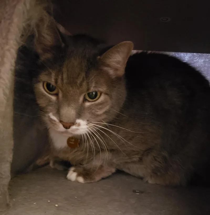 A senior medium-sized male Gray & White Domestic Short Hair cat named Ivan for adoption in Challis, ID