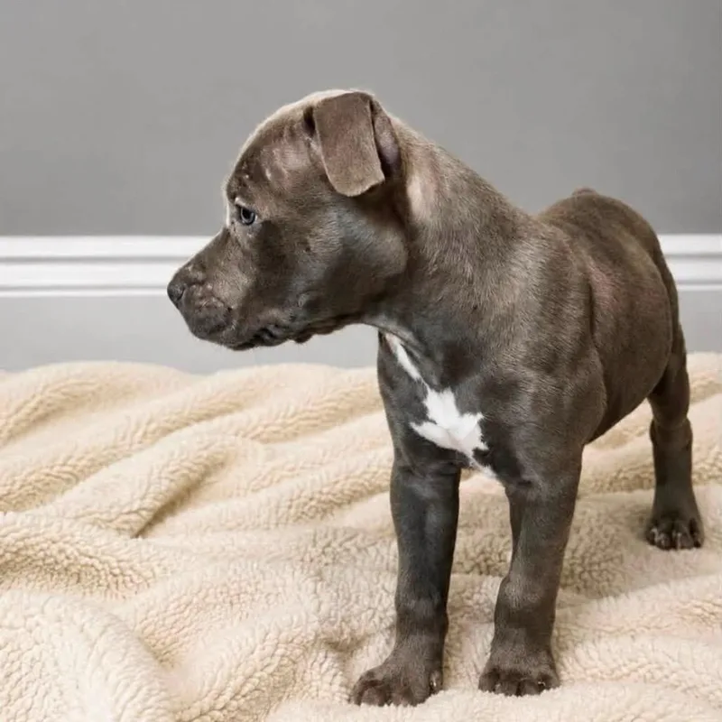 A baby medium-sized female Gray / Blue / Silver Pit Bull Terrier dog named Loretta Lynn for adoption in Joliet, IL