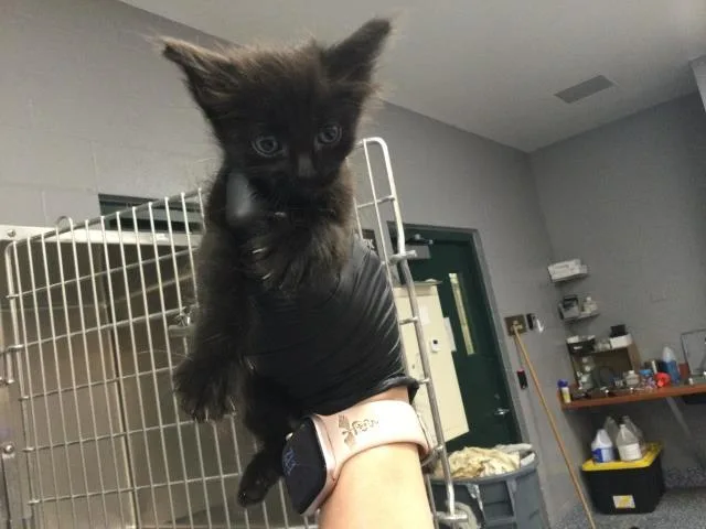 A baby small-sized male Domestic Short Hair cat named Linc for adoption in Thousand Palms, CA