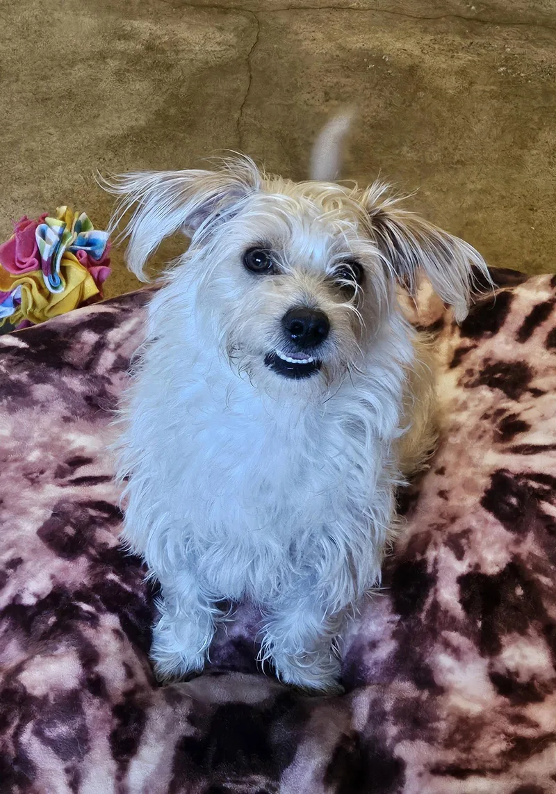 A baby large-sized male Dachshund dog named Goofy for adoption in Agoura Hills, CA
