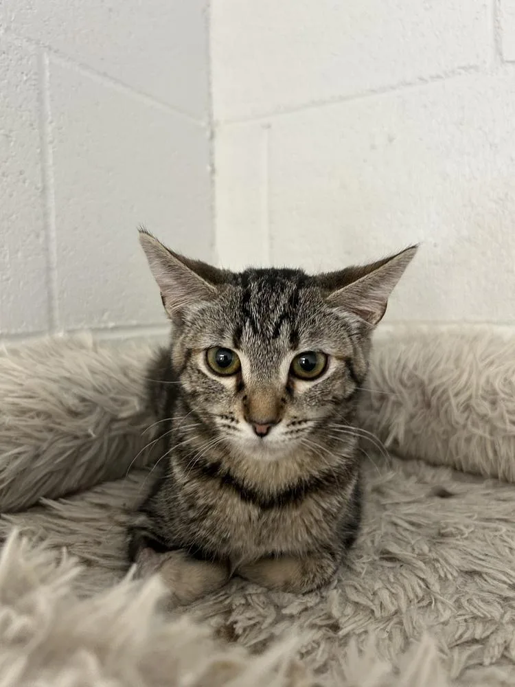 A baby medium-sized female Brown / Chocolate Tabby cat named Oreo for adoption in Ontario, CA