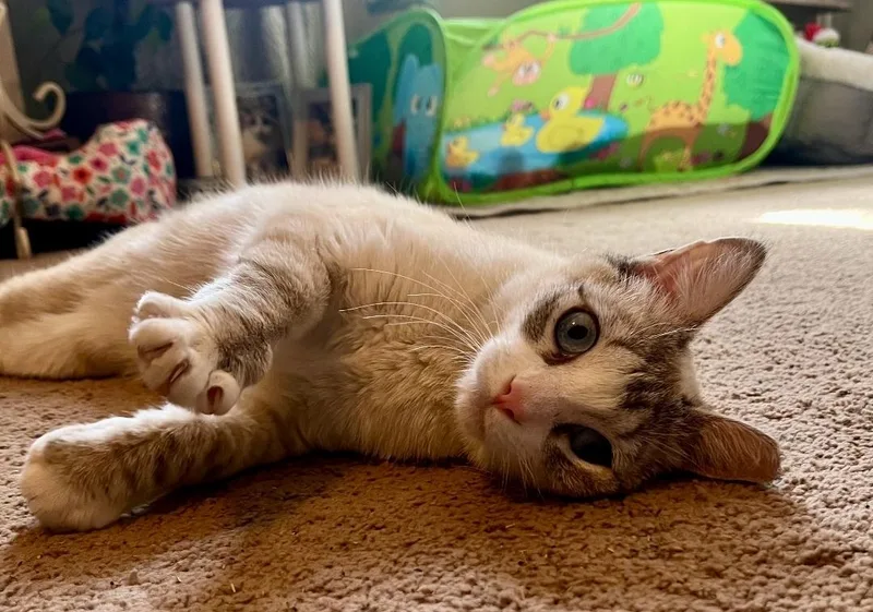 A young medium-sized female American Shorthair cat named Lilly for adoption in Glendale, AZ