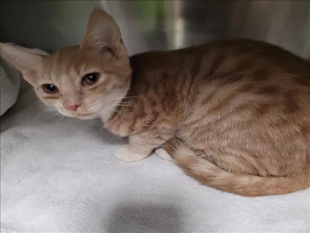A baby medium-sized male Domestic Short Hair cat named Rashawn for adoption in Los Angeles, CA