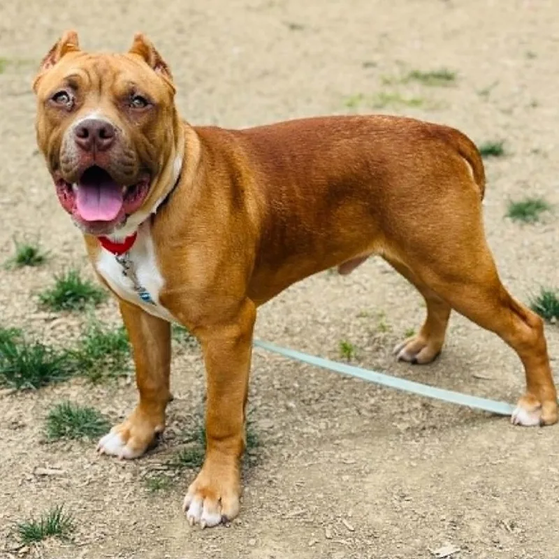 A baby medium-sized male Red / Chestnut / Orange Pit Bull Terrier dog named Kruk for adoption in Sinking Spring, PA