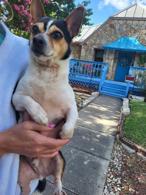 An adult small-sized male Terrier dog named Chuck for adoption in San Antonio, TX