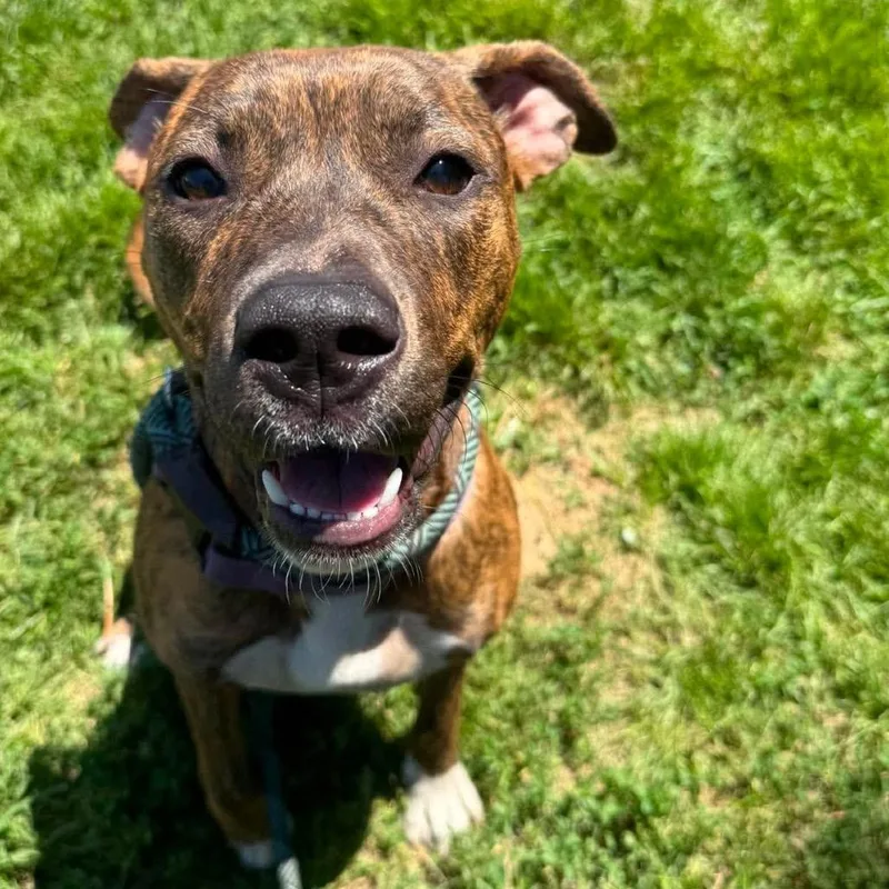 A young medium-sized female Brindle Mixed Breed dog named Sparrow for adoption in Huntington, WV