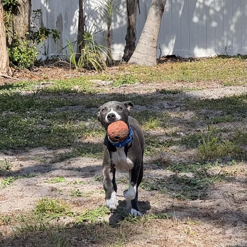 A baby medium-sized male Gray / Blue / Silver Mixed Breed dog named Riker for adoption in Sarasota, FL