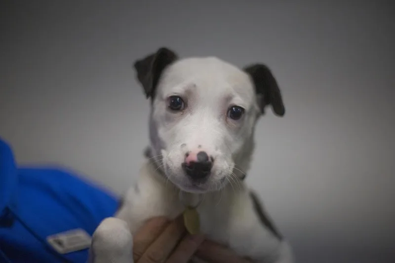 An adult large-sized female Border Collie dog named Dancer for adoption in Mountain Home, AR