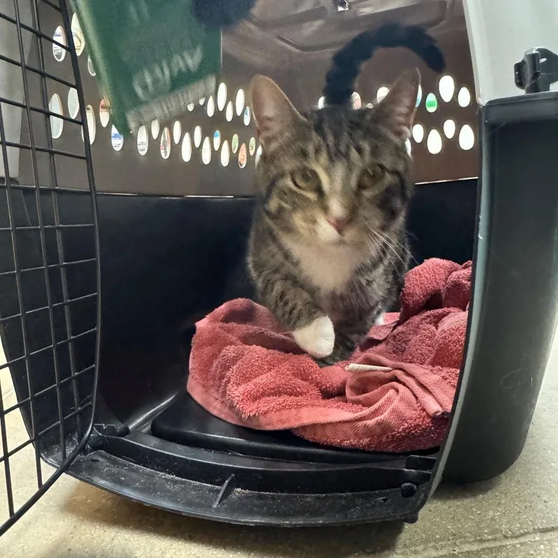 An adult large-sized male Brown / Chocolate Domestic Short Hair cat named Kurt for adoption in York, PA