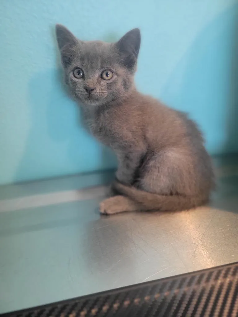 A baby medium-sized female Domestic Short Hair cat named Q Gloom for adoption in Ashland, WI