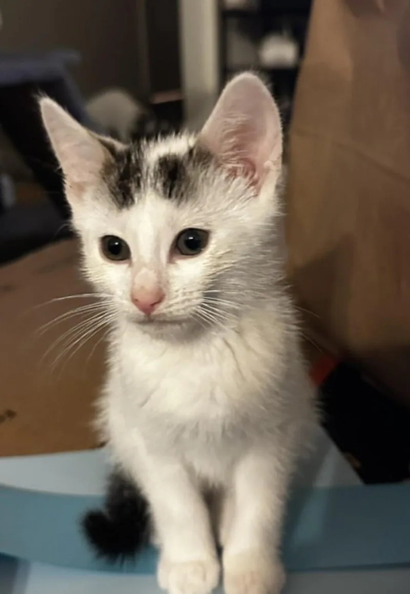 A young medium-sized male White Domestic Short Hair cat named Percy for adoption in North Babylon, NY