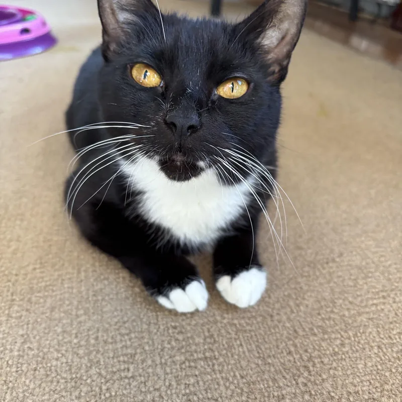 An adult medium-sized female Domestic Short Hair cat named Twiggy for adoption in Melrose, MA