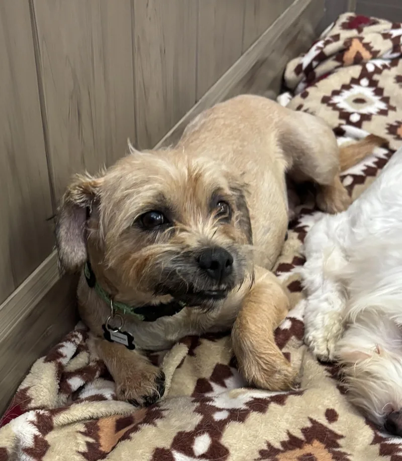 An adult small-sized female Yellow / Tan / Blond / Fawn Terrier dog named Mona Leasha for adoption in Thousand Oaks, CA