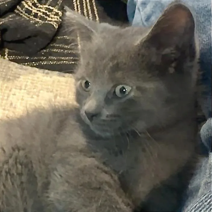 A baby small-sized female Domestic Short Hair cat named Dora for adoption in Traverse City, MI