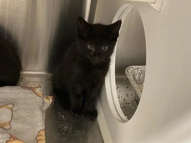 A baby small-sized male Domestic Short Hair cat named Jake for adoption in Tustin, CA