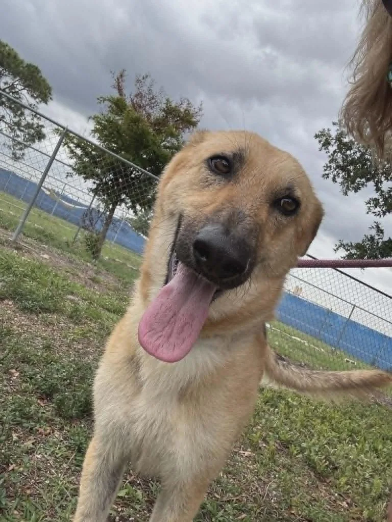 A young large-sized female German Shepherd Dog dog named Nia for adoption in Labelle, FL