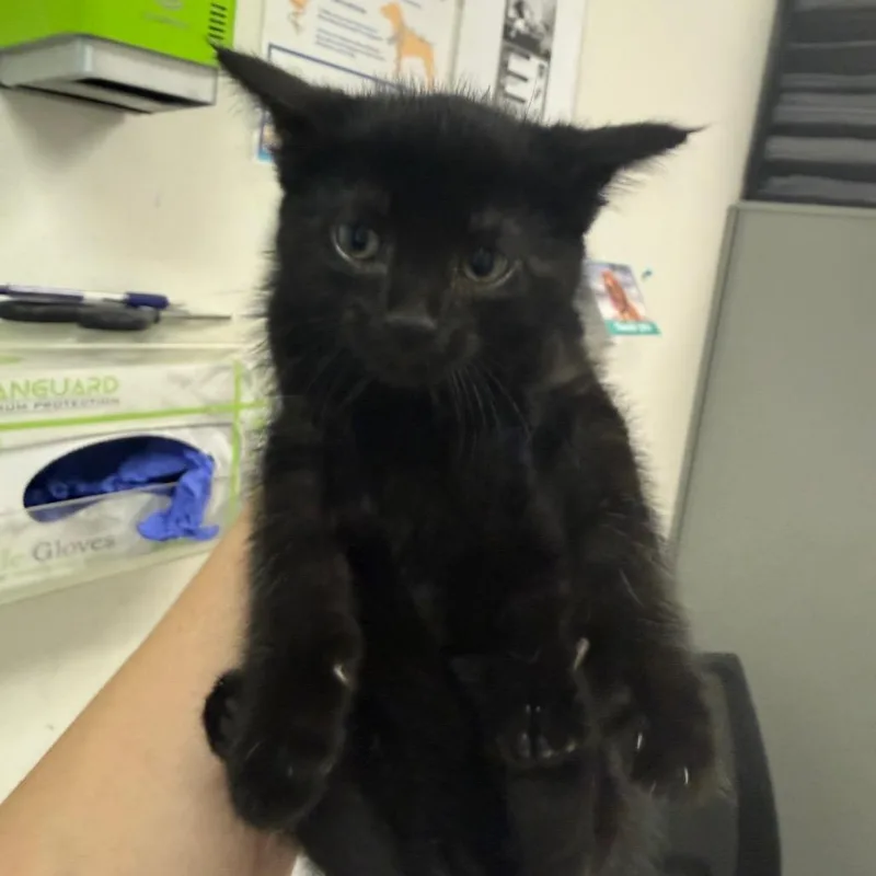 A baby small-sized female Black Domestic Medium Hair cat named Destini for adoption in Charleston, WV