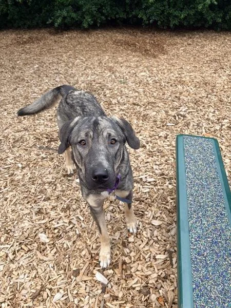 A young large-sized female Anatolian Shepherd dog named Ava for adoption in Vancouver, WA