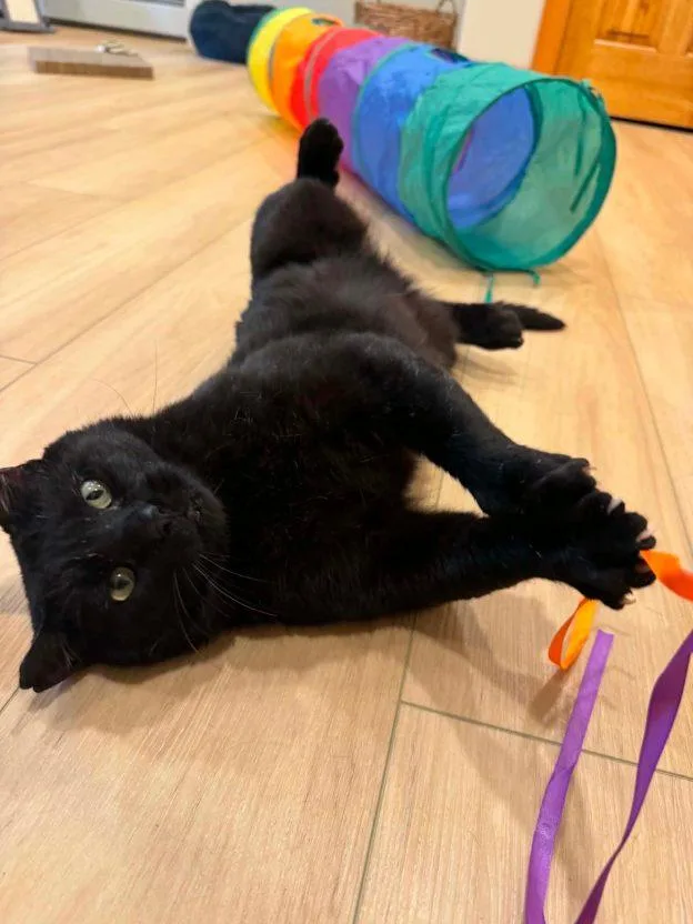 A young medium-sized male Domestic Short Hair cat named Calloway for adoption in Anchorage, AK