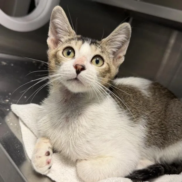 A baby small-sized male Domestic Short Hair cat named Hyoid for adoption in Los Angeles, CA