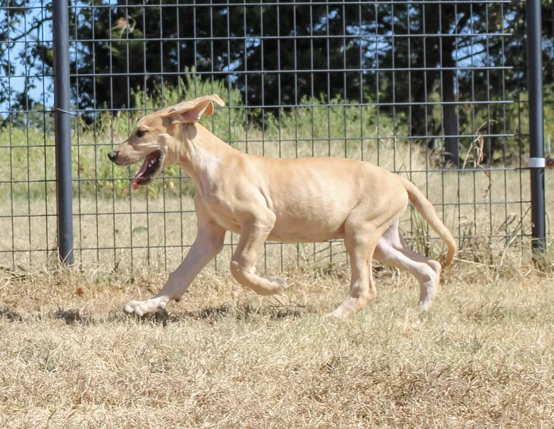 Dodger