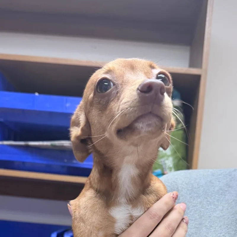 An adult small-sized female Chihuahua dog named Kiki for adoption in Tyler, TX
