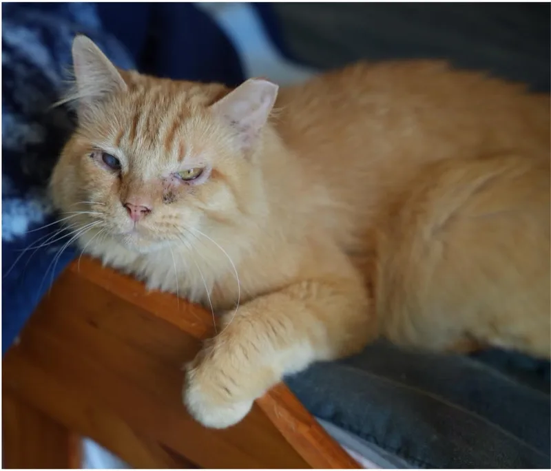 Leo