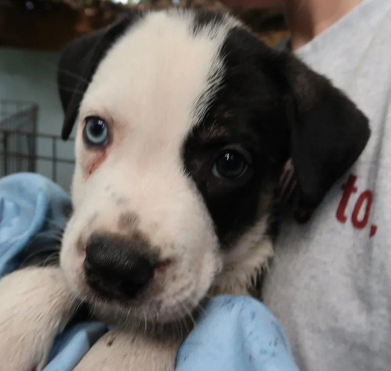 A baby medium-sized male Black Labrador Retriever dog named Gaze  Born March for adoption in St. Petersburg, FL