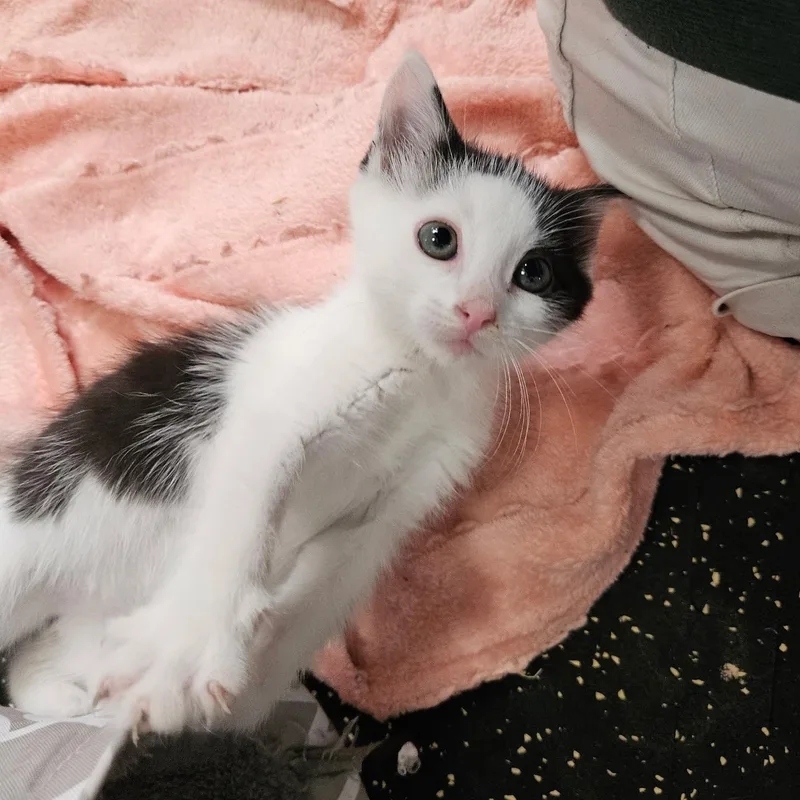 A baby medium-sized male Black & White / Tuxedo Domestic Short Hair cat named Dexter for adoption in East Amherst, NY