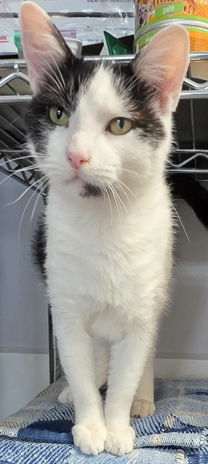 An adult medium-sized male Black & White / Tuxedo Domestic Short Hair cat named Domino for adoption in Momence, IL